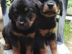 ROTTWEILER PUPPIES
