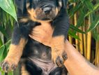 Rottweiler Puppies