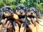 Rottweiler Puppies