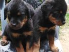 Rottweiler Puppies