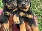 Rottweiler Puppies