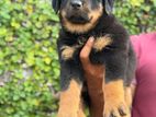 Rottweiler Puppies