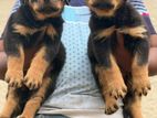 Rottweiler Puppies