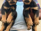 Rottweiler Puppies