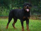 Rottweiler Puppies