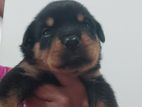 Rottweiler Puppies