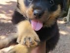Rottweiler Puppies