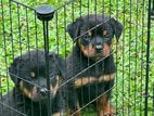 Rottweiler Puppies