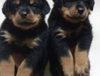 Rottweiler Puppies