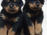 Rottweiler Puppies