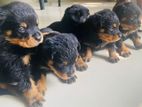 Rottweiler Puppies