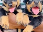 Rottweiler Puppies