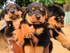 Rottweiler Puppies