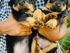 Rottweiler Puppies