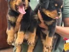 rottweiler puppies