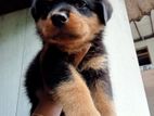 Rottweiler Puppy