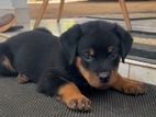 Rottweiler Puppies