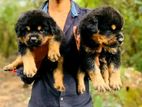 Rottweiler Puppies
