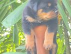 Rottweiler Puppies