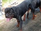 Rottweiler Puppies