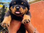 Rottweiler Puppies