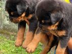 Rottweiler Puppies