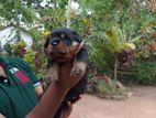 Rottweiler Puppies