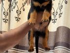 Rottweiler Puppies
