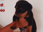 Rottweiler Puppies