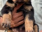 Rottweiler Puppies