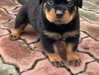 Rottweiler Puppies