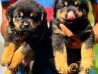 Rottweiler Puppies