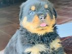 Rottweiler Puppies