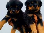 Rottweiler Puppies