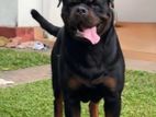 Rottweiler Puppies