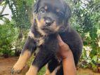 Rottweiler Puppies