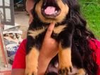 Rottweiler Puppies