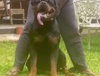 Rottweiler Puppies