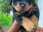 Rottweiler Puppies