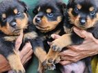 Rottweiler Puppies