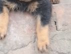 Rottweiler Puppies