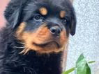 Rottweiler Puppies