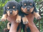 Rottweiler Puppies