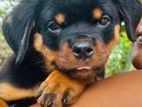 Rottweiler Puppies