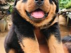 Rottweiler Puppies