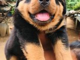 Rottweiler Puppies