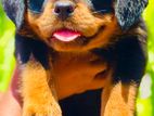 Rottweiler Puppies