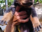 Rottweiler Puppies