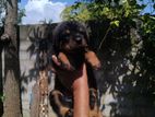 Rottweiler Puppies