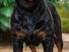 Rottweiler puppies